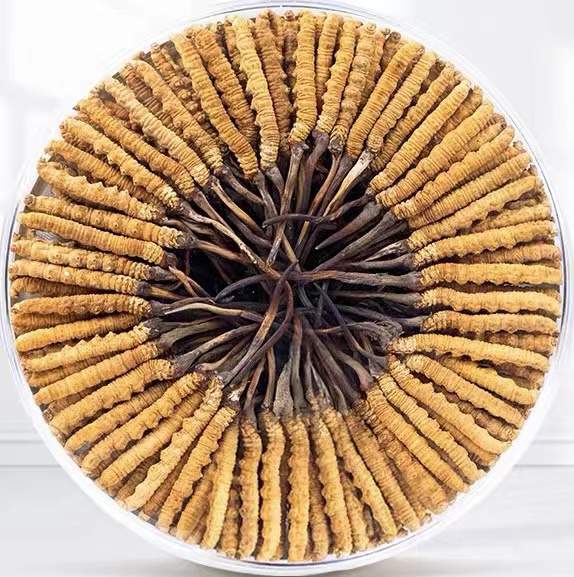 蛟河冬虫夏草回收